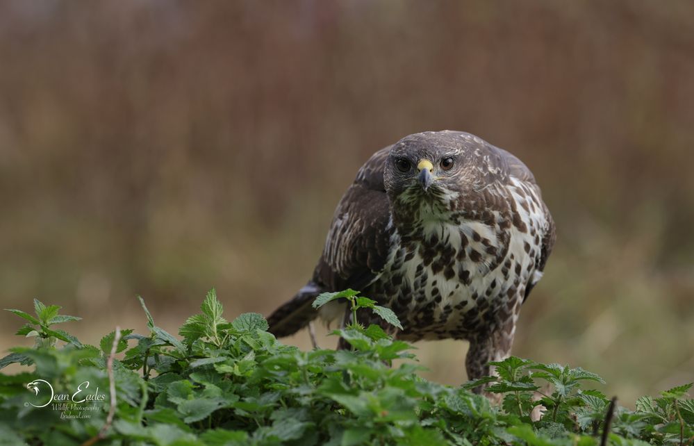 Buzzard