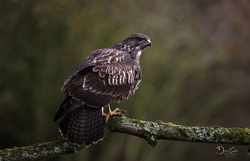 Buzzard