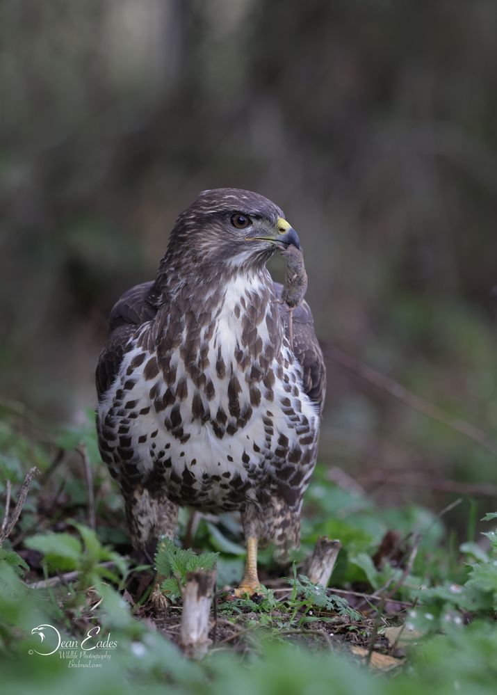 Buzzard