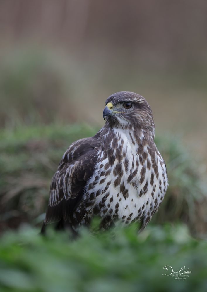 Buzzard