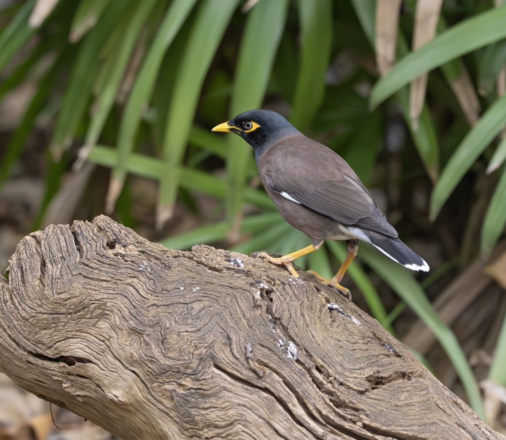 Common Myna, Melbourne  R6 Mk2  150-600@200mm  F6.3