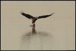 Bald Eagle (Haliaeetus leucocephalus) is catching a fish at sunrise at Salt Plains National Wildlife Refuge in Alfalfa County, Oklahoma, United States on October 22, 2024