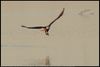 Bald Eagle (Haliaeetus leucocephalus) has caught a fish at sunrise at Salt Plains National Wildlife Refuge in Alfalfa County, Oklahoma, United States on October 22, 2024