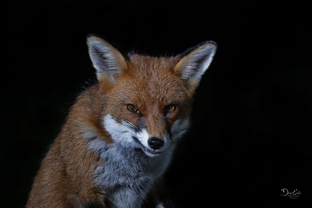 Fox