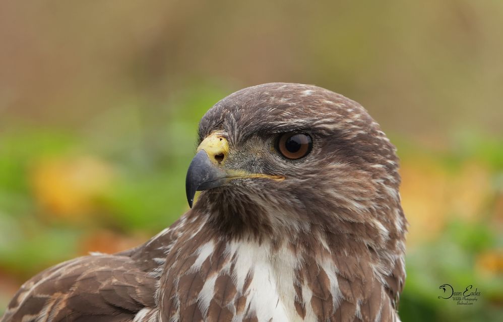 Buzzard