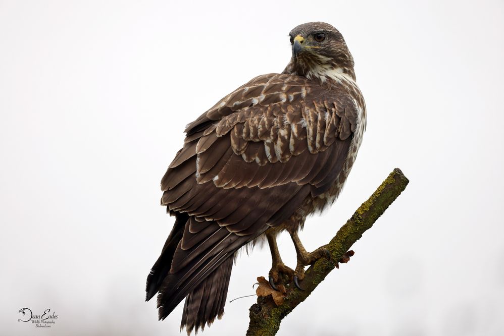 Buzzard