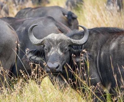 Water Buffalo on the watch 600mm, f/6.3, 1/1000sec, ISO-800