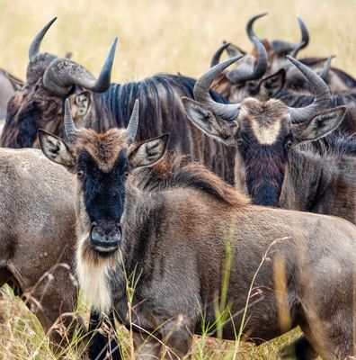 Wildebeest watching vehicle, 534mm, f/8, 1/125sec, ISO-200