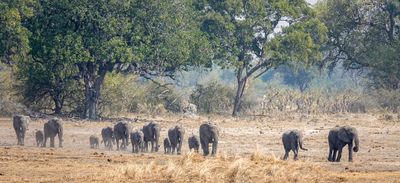 Elephant herd 02, 435mm, f/8, 1/640sec, ISO-200