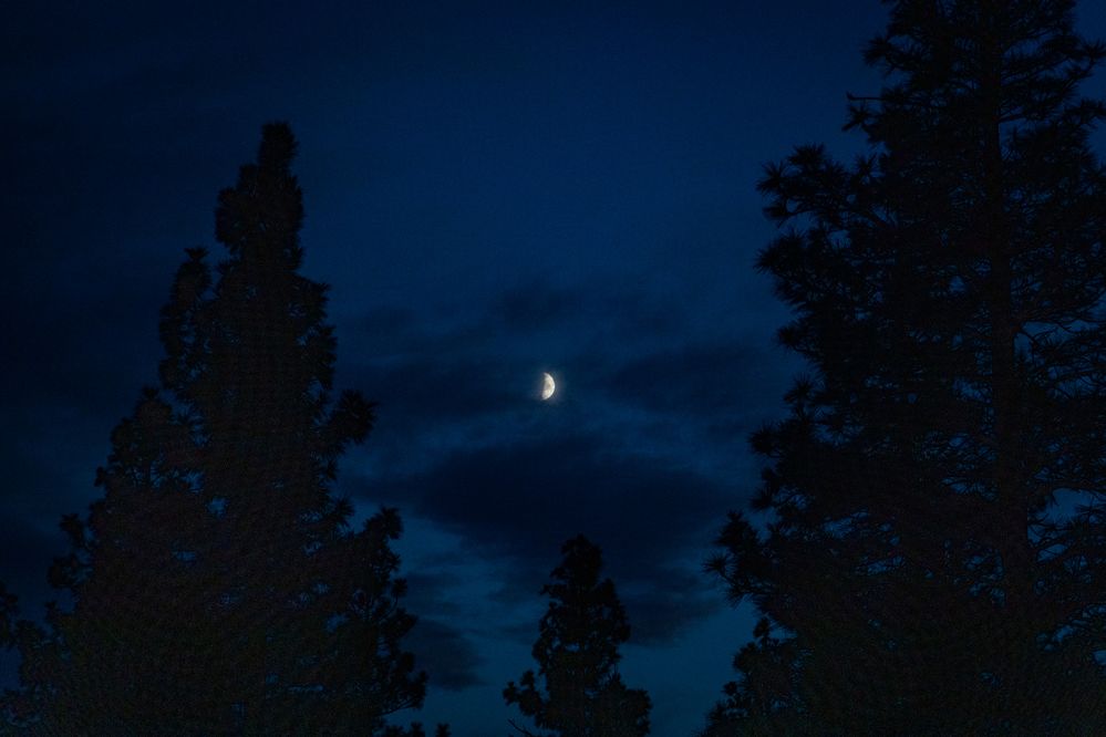 Through the Pines - 105mm, F5.6, 1/125