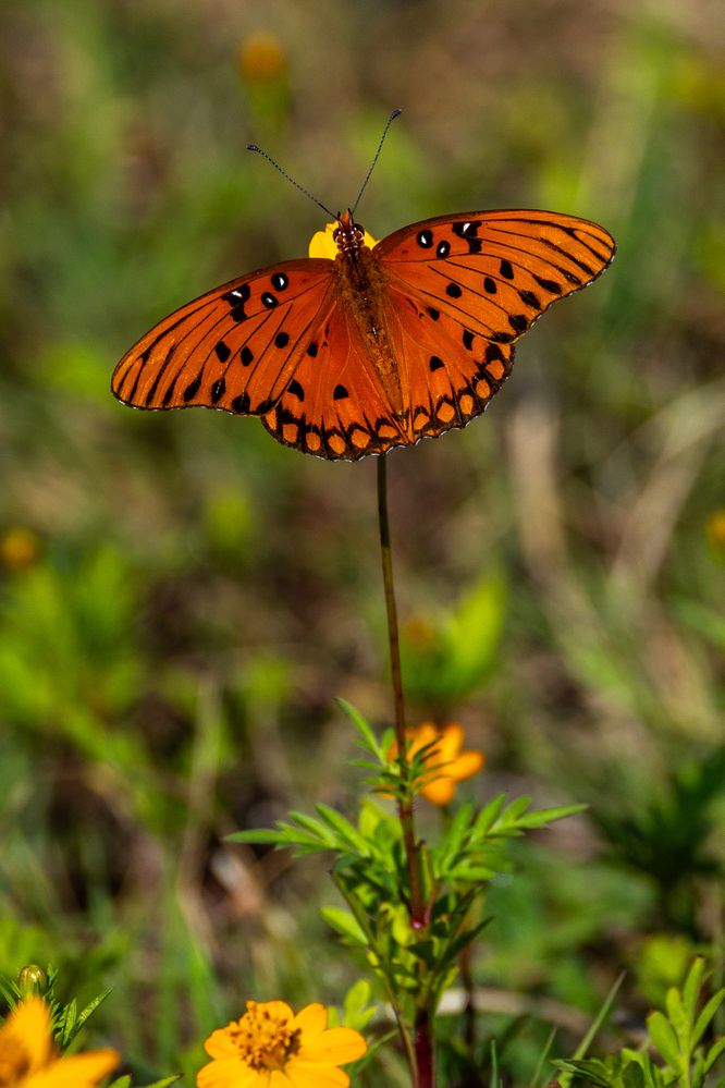 800mm, F10, !/1600, ISO 400