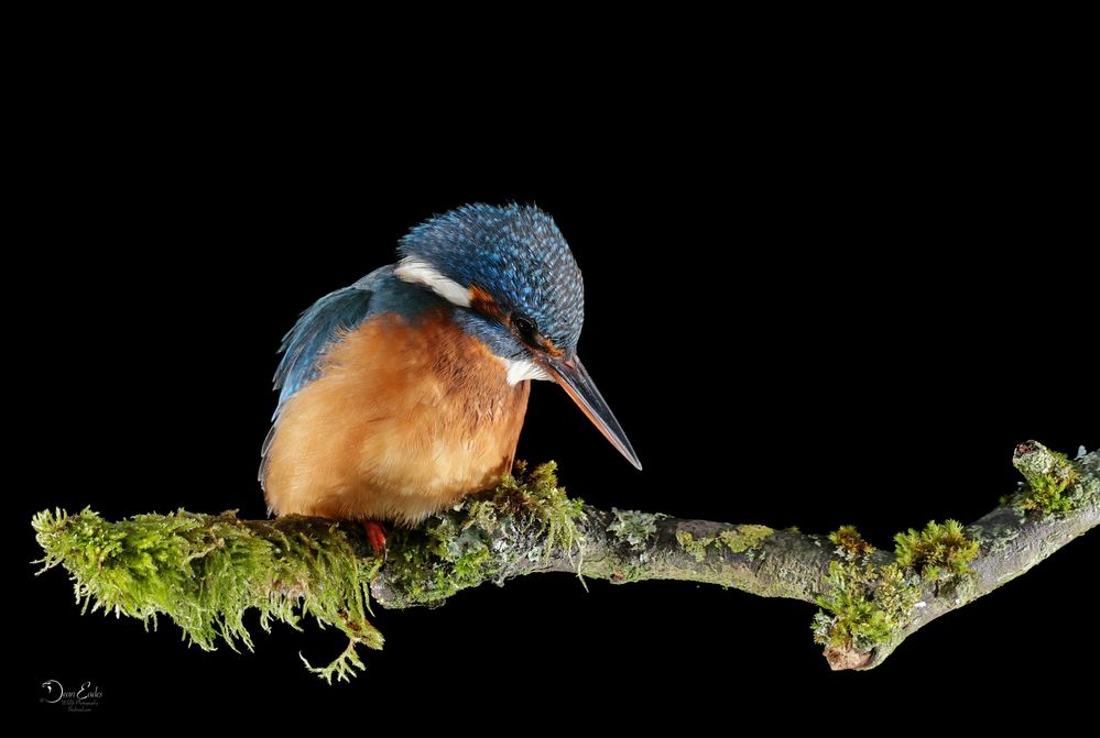 Kingfisher