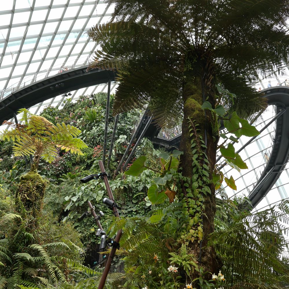 The upper walk way at the Cloud forest