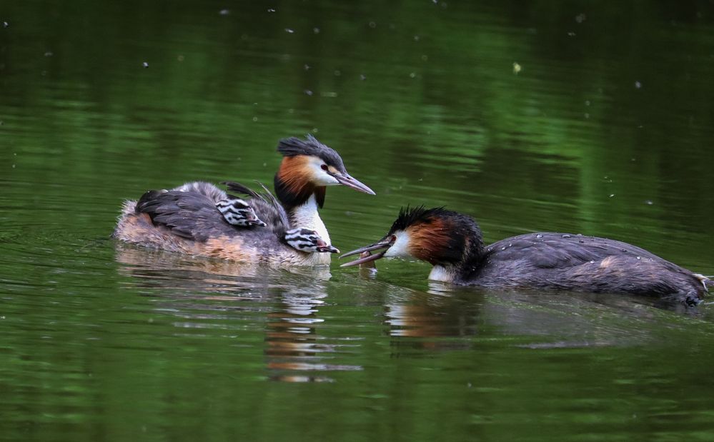 Great crested grebe family