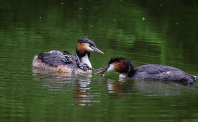 great crested grebe.jpeg