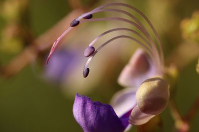 purple flower.JPG