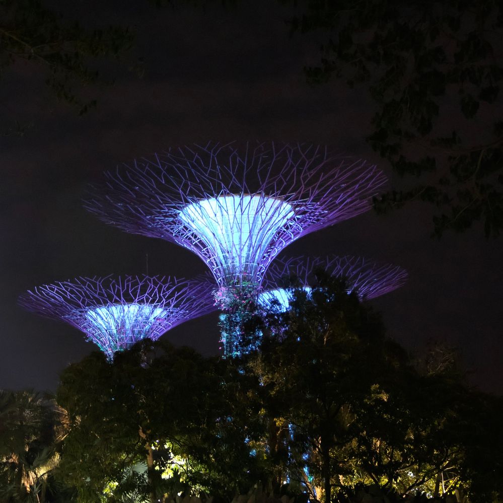 Super Trees at Garden by the Bay Singapore