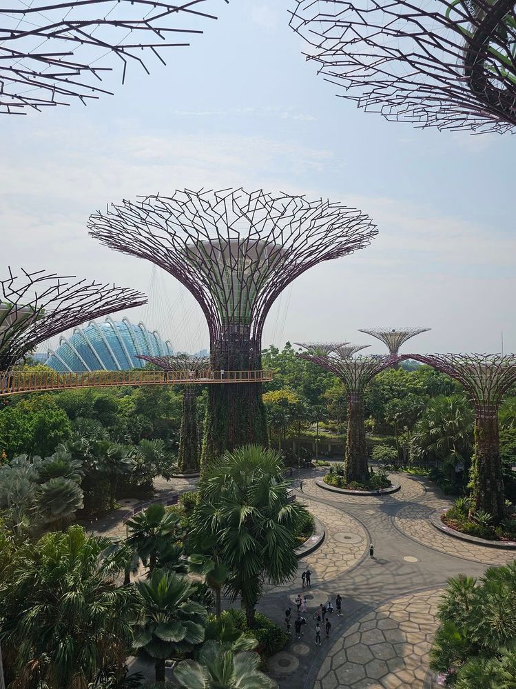 Super Grive Tree view from the OCBC skyway Singapore