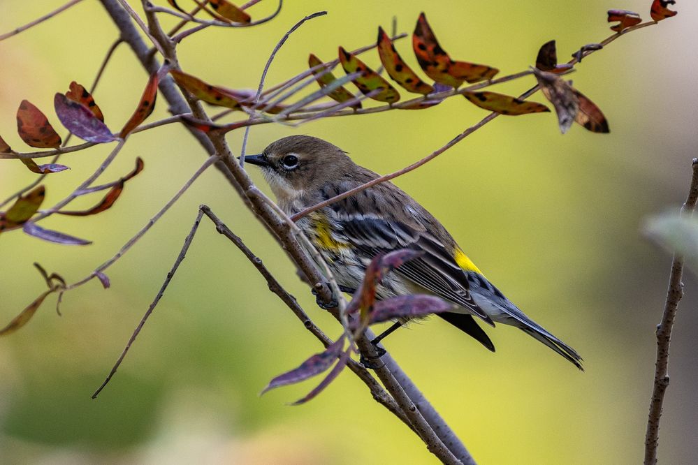 Yellow-rumped Warbler