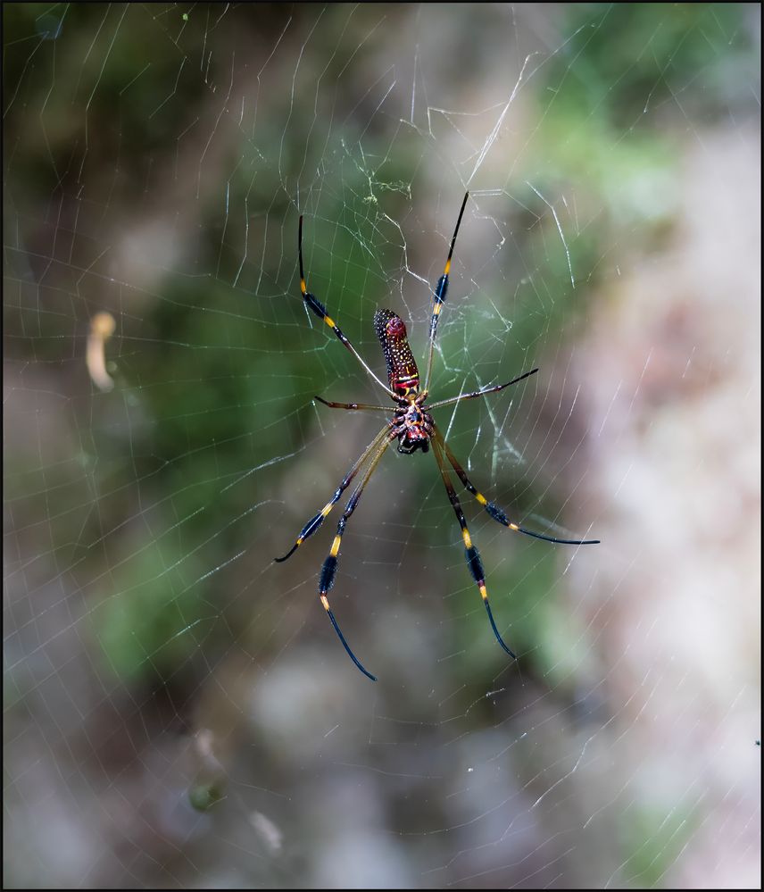 Golden Silk Orb-weaver - Arachnida.jpg