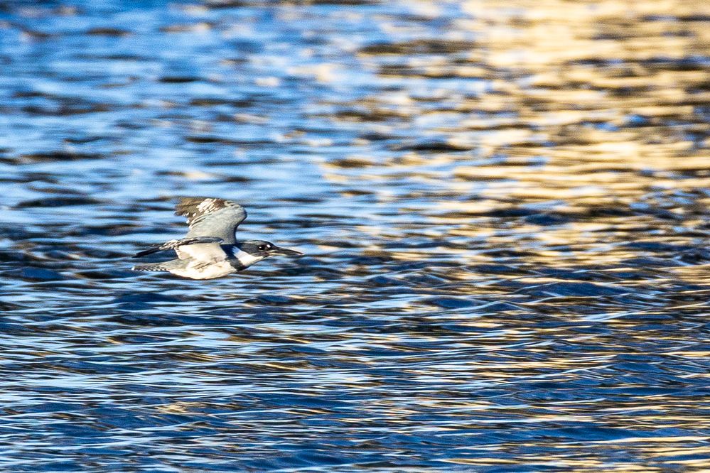 Belted Kingfisher