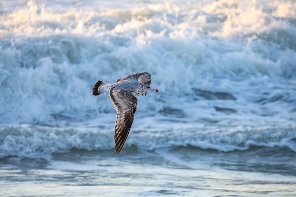 Ring-billed Gull flies over the Surf