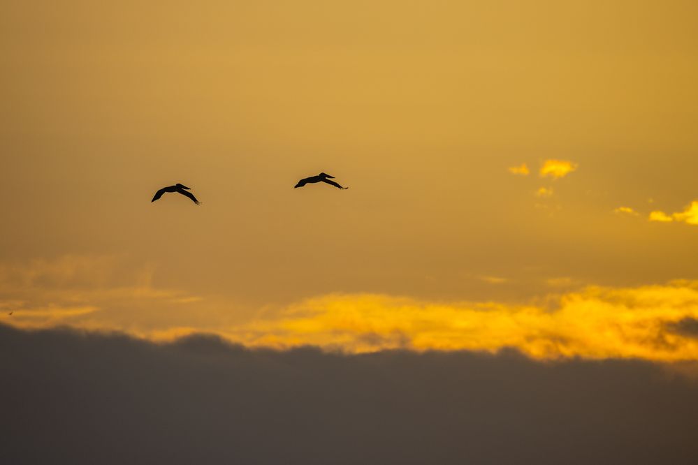 Brown Pelicans silhouetted against the clouds at sunrise