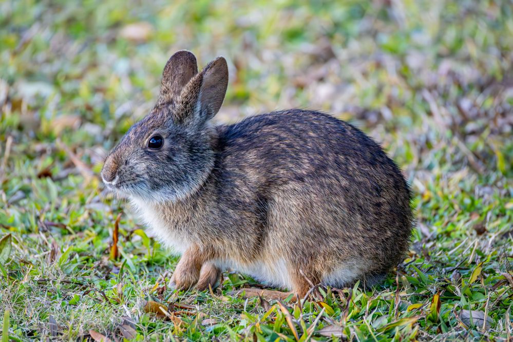 Marsh Rabbit