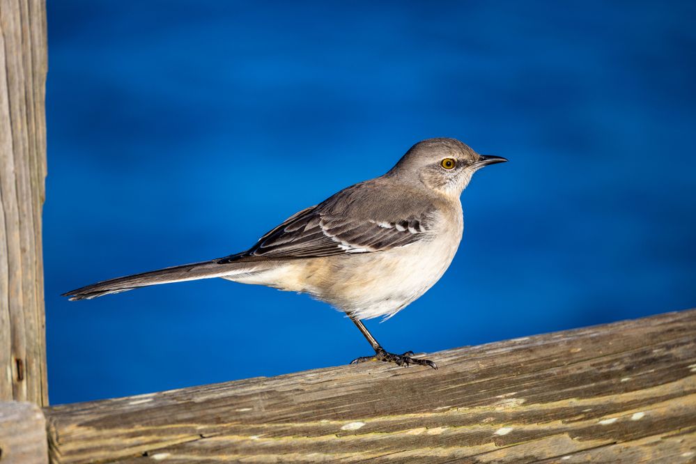 Northern Mockingbird