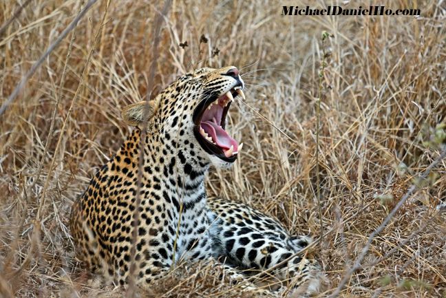 Leopard in dense bush, Kruger National Park