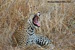 Leopard in dense bush, Kruger National Park