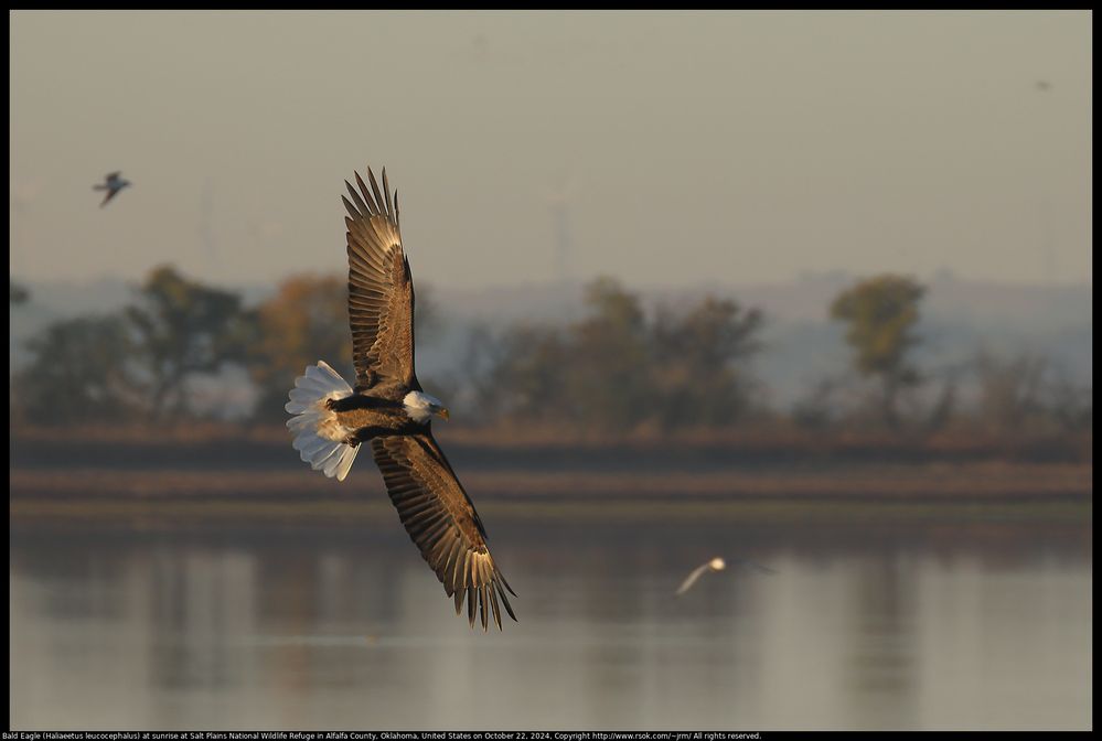 Bald Eagle (Haliaeetus leucocephalus) at sunrise at Salt Plains National Wildlife Refuge in Alfalfa County, Oklahoma, United States on October 22, 2024  ;  	EF100-400mm f/4.5-5.6L IS II USM +2x III ; 800.0 mm ; 1/400 second ; ISO 500 ; handheld