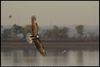 Bald Eagle (Haliaeetus leucocephalus) at sunrise at Salt Plains National Wildlife Refuge in Alfalfa County, Oklahoma, United States on October 22, 2024  ;  	EF100-400mm f/4.5-5.6L IS II USM +2x III ; 800.0 mm ; 1/400 second ; ISO 500 ; handheld