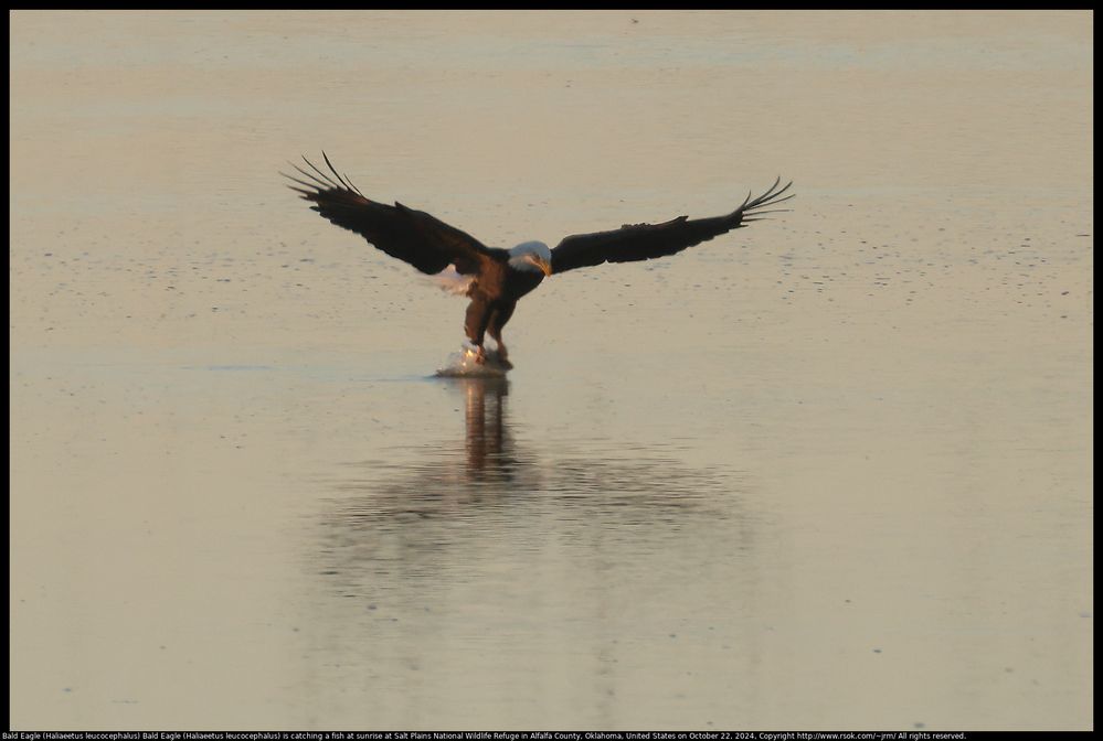 Bald Eagle (Haliaeetus leucocephalus) is catching a fish at sunrise at Salt Plains National Wildlife Refuge in Alfalfa County, Oklahoma, United States on October 22, 2024 ; EF100-400mm f/4.5-5.6L IS II USM +2x III ; 800 mm ; ISO 800 ; 1/400 second ; handheld ; F/11