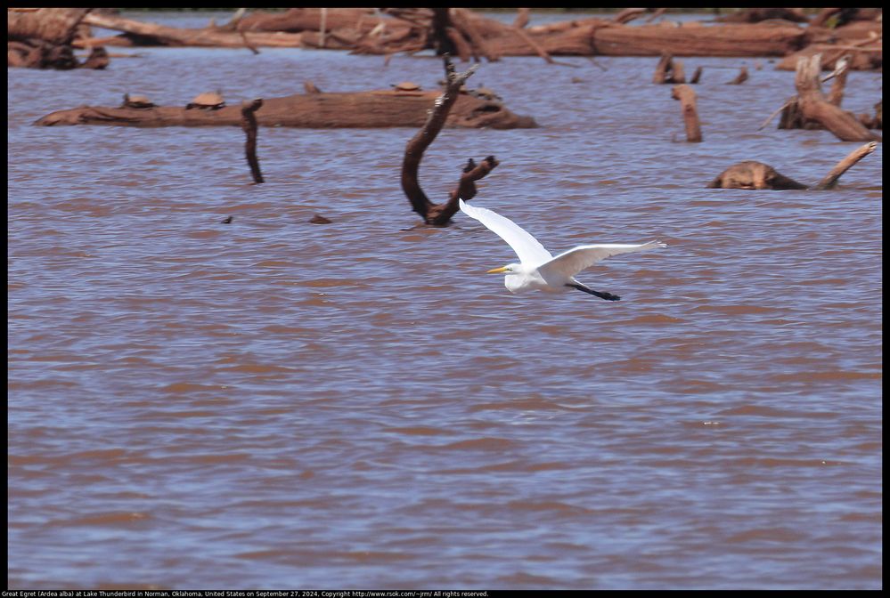 Great Egret (Ardea alba) at Lake Thunderbird in Norman, Oklahoma, United States on September 27, 2024 ; EF100-400mm f/4.5-5.6L IS II USM +2x III ; 800.0 mm ; 1/640 second ; F/13 ; distance about 300 meters ; ISO 400