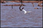 Great Egret (Ardea alba) at Lake Thunderbird in Norman, Oklahoma, United States on September 27, 2024 ; EF100-400mm f/4.5-5.6L IS II USM +2x III ; 800.0 mm ; 1/640 second ; F/13 ; distance about 300 meters ; ISO 400