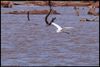 Great Egret (Ardea alba) at Lake Thunderbird in Norman, Oklahoma, United States on September 27, 2024 ; EF100-400mm f/4.5-5.6L IS II USM +2x III ; 800.0 mm ; 1/640 second ; F/13 ; distance about 300 meters ; ISO 400