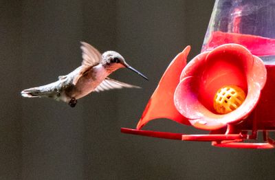 2024-057-043 Hummingbirdsl.jpg