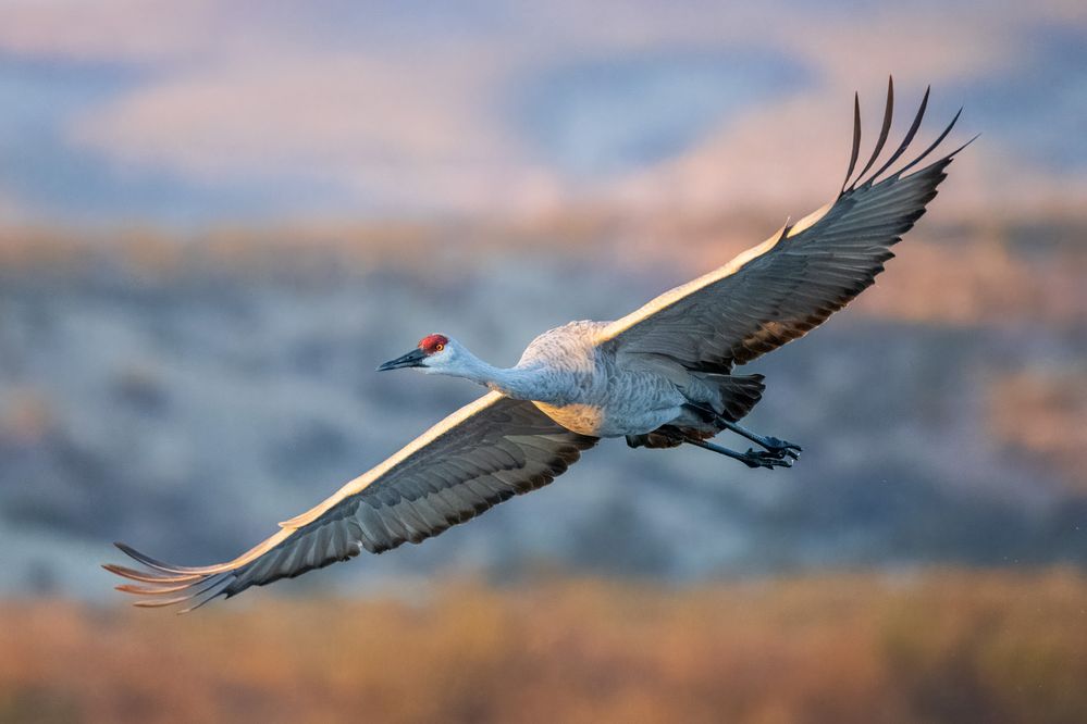 Sandhill crane in flight