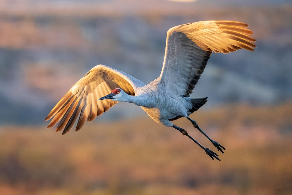 Sandhill crane in flight