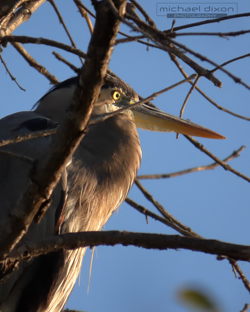 heron_great-blue_4x5_02.png