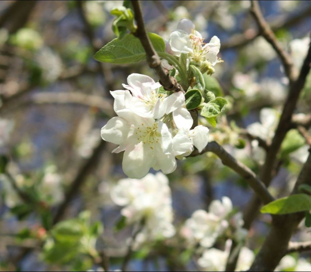 apple tree(2).jpg