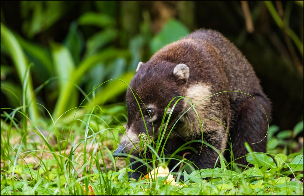 White-nosed Coati.jpg