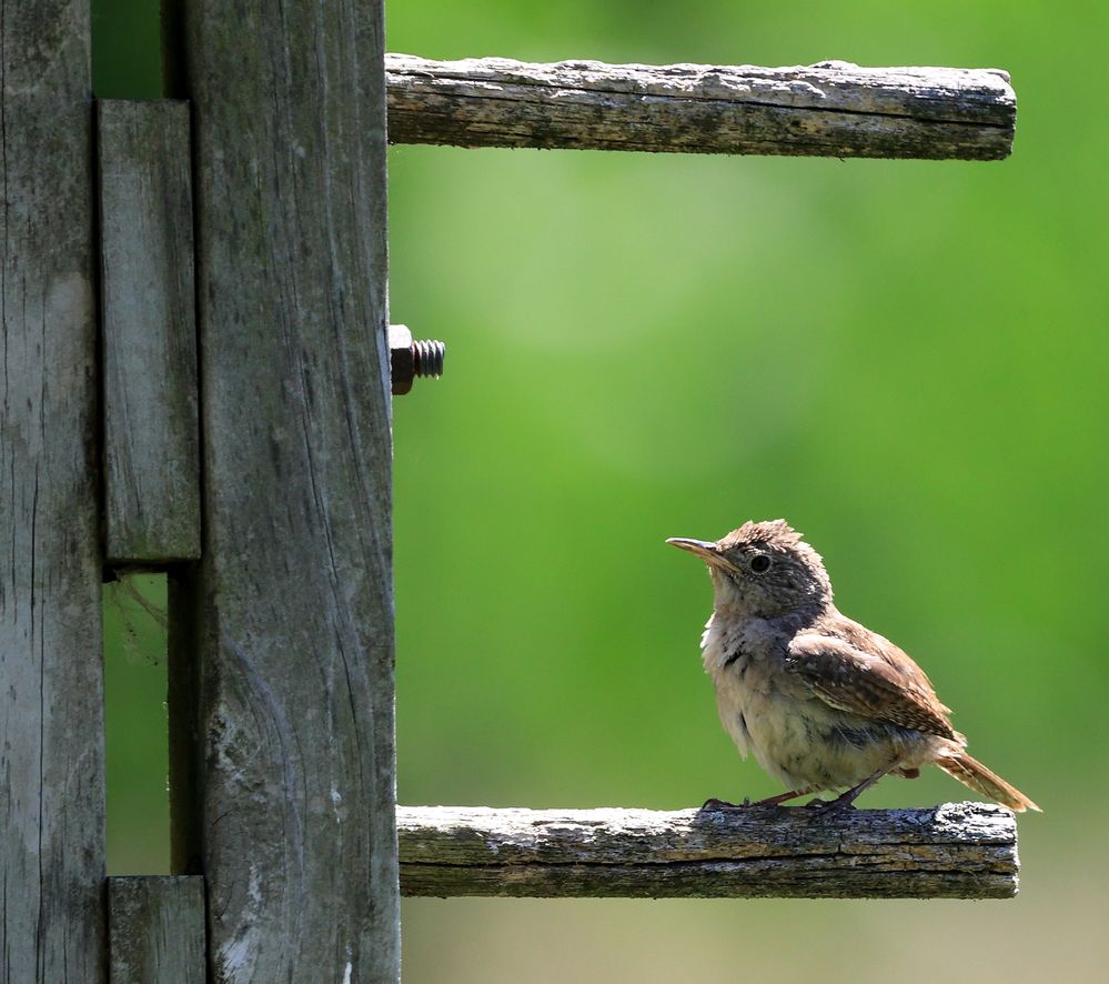 Sigma 150-600 bird.jpg