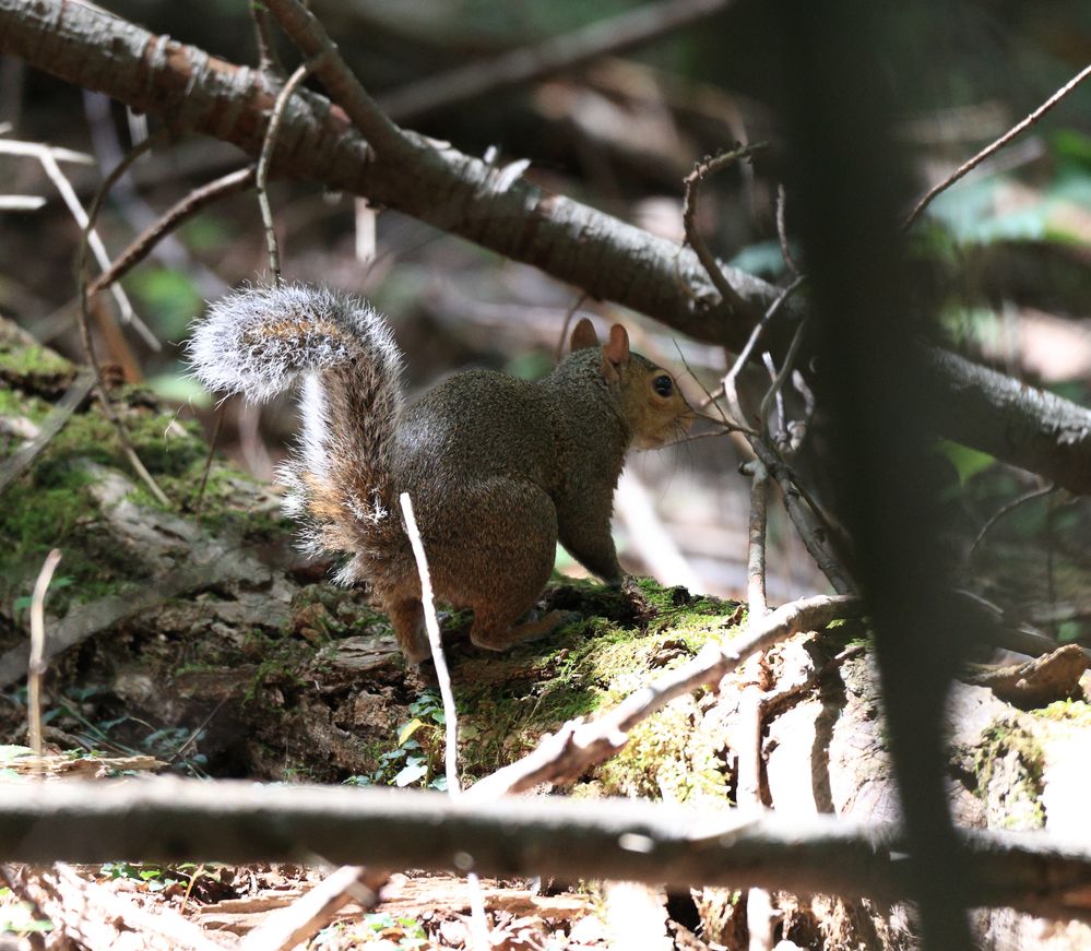 Sigma 150-600 squirrel.jpg