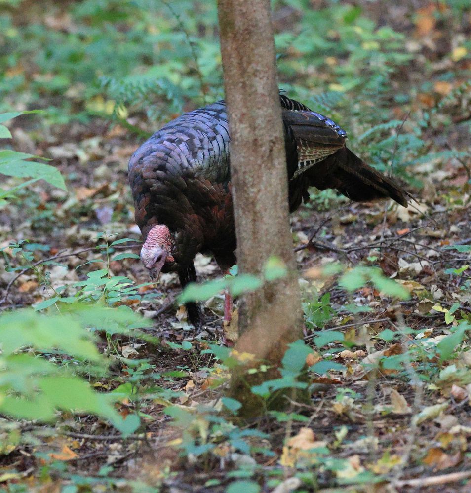 Sigma 150-600 Turkey.jpg