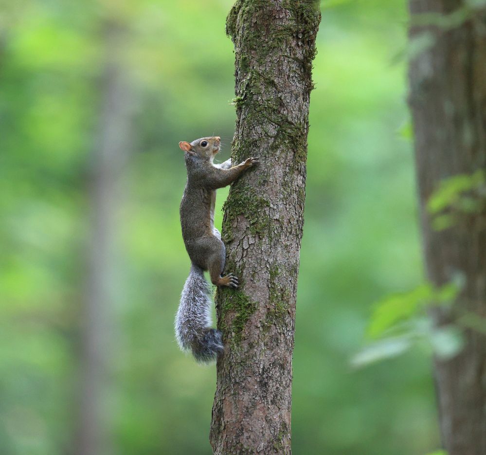 Canon EF 400 f2.8 Squirrel.jpg