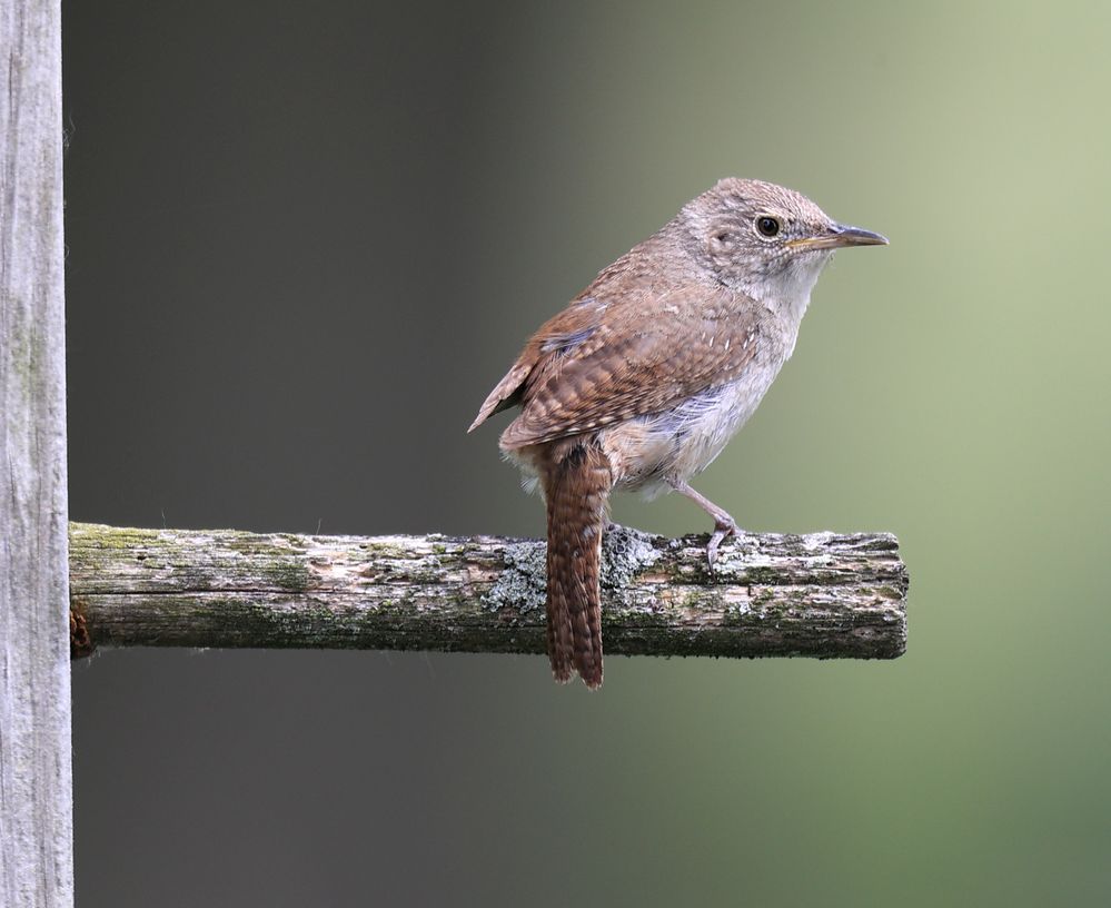 Canon EF 800 f5.6 bird.jpg