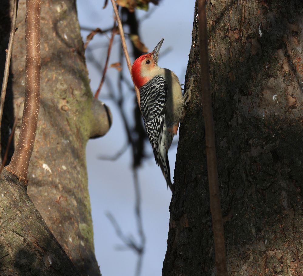 Canon EF 800 f5.6 woodpecker.jpg