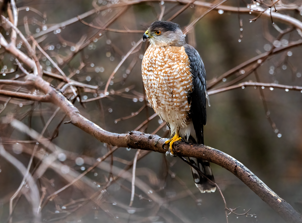 Cooper's Hawk